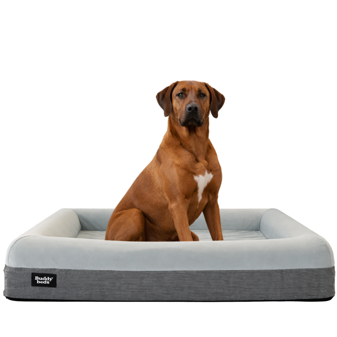 Large Buddy Bed